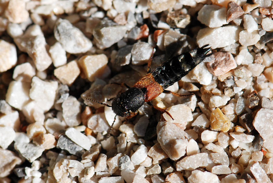 Staphylinidae da ID. Platydracus stercorarius